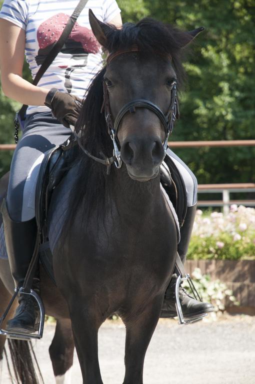 Agriturismo Jesson Rosamund Cantù Eksteriør bilde