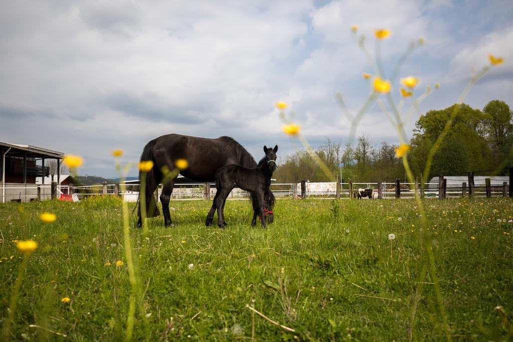 Agriturismo Jesson Rosamund Cantù Eksteriør bilde